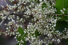 Olea dioica